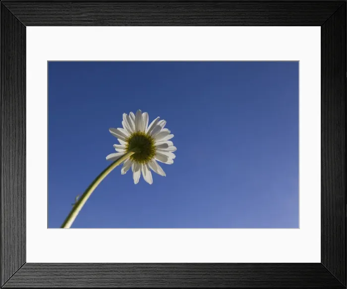 Framed Print : Picture No. 11672149 Framed Print : Picture No. 11672149