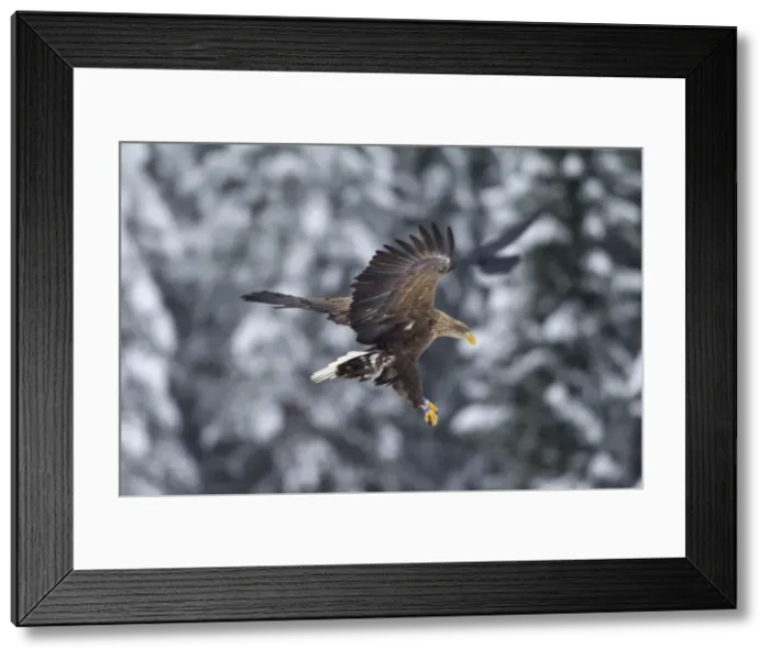 Framed Print : Picture No. 11672158 Framed Print : Picture No. 11672158