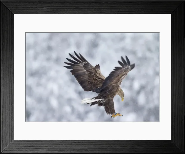Framed Print : Picture No. 11672157 Framed Print : Picture No. 11672157