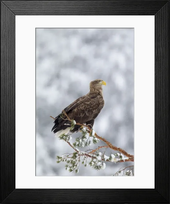 Framed Print : Picture No. 11672160 Framed Print : Picture No. 11672160
