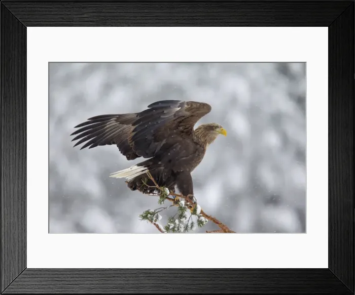 Framed Print : Picture No. 11672159 Framed Print : Picture No. 11672159