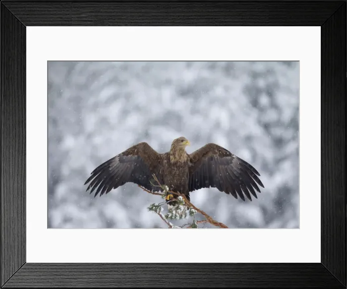 Framed Print : Picture No. 11672162 Framed Print : Picture No. 11672162