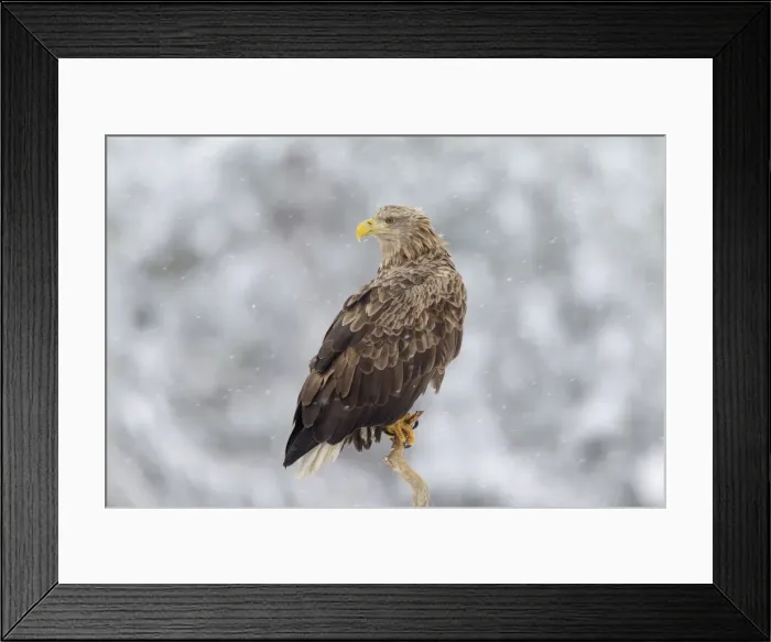 Framed Print : Picture No. 11672161 Framed Print : Picture No. 11672161