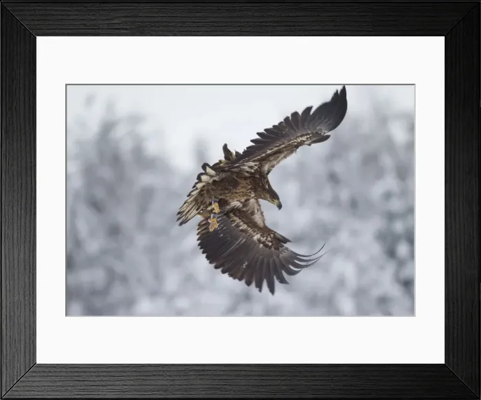 Framed Print : Picture No. 11672167 Framed Print : Picture No. 11672167