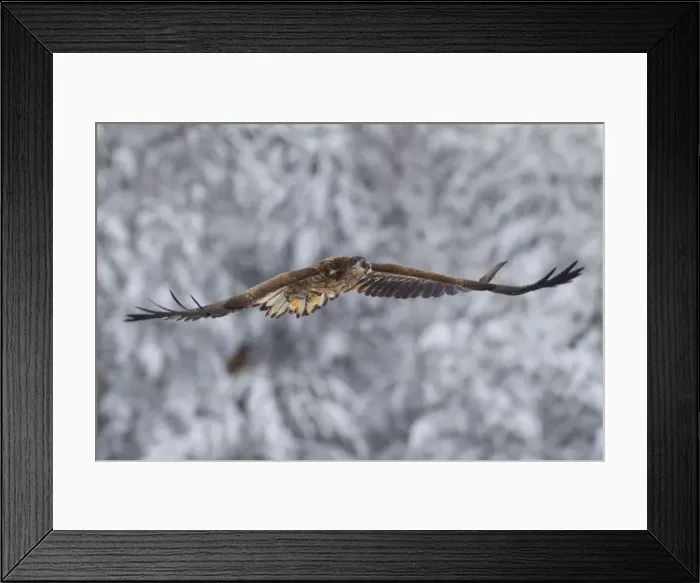 Framed Print : Picture No. 11672168 Framed Print : Picture No. 11672168