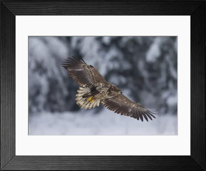 Framed Print : Picture No. 11672169 Framed Print : Picture No. 11672169