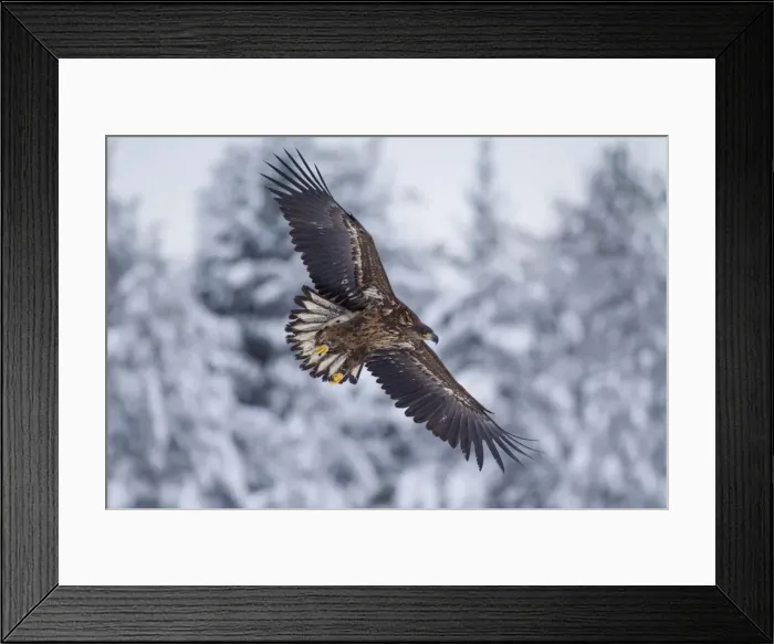 Framed Print : Picture No. 11672170 Framed Print : Picture No. 11672170