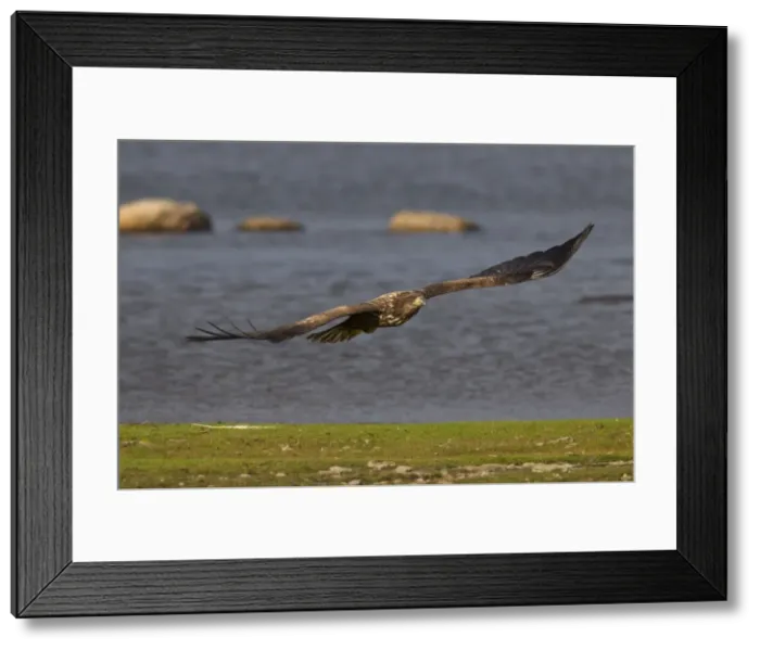 Framed Print : Picture No. 11672164