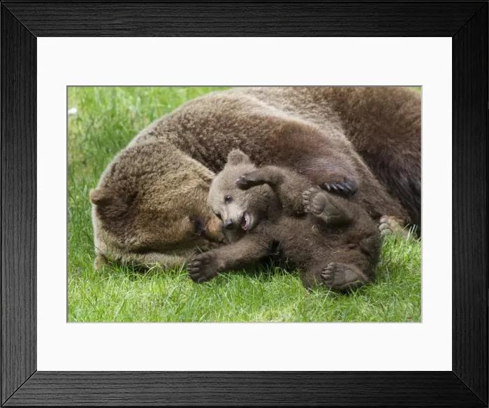 Framed Print : Picture No. 11672171 Framed Print : Picture No. 11672171
