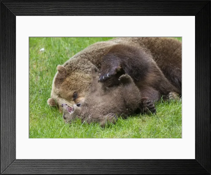 Framed Print : Picture No. 11672173 Framed Print : Picture No. 11672173