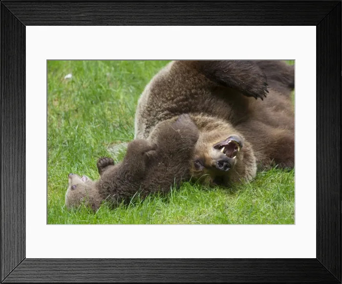 Framed Print : Picture No. 11672174 Framed Print : Picture No. 11672174