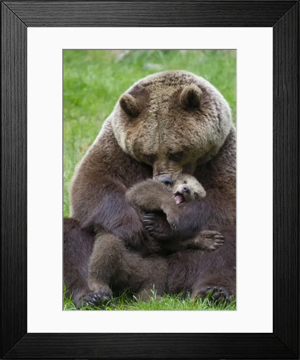 Framed Print : Picture No. 11672175 Framed Print : Picture No. 11672175