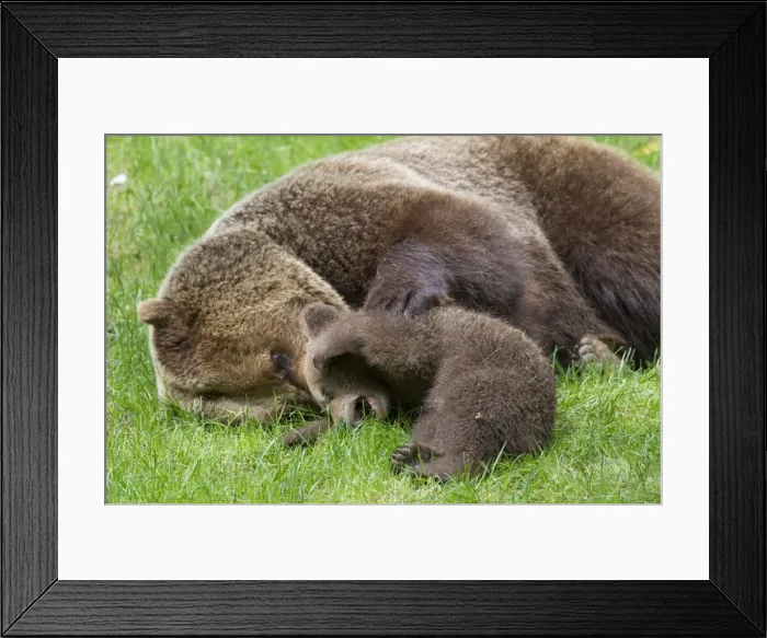 Framed Print : Picture No. 11672172 Framed Print : Picture No. 11672172