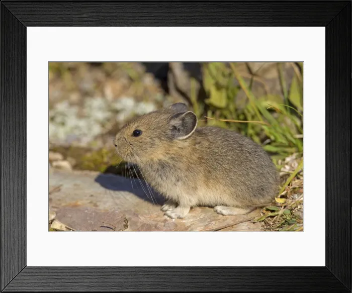Framed Print : Picture No. 11672178 Framed Print : Picture No. 11672178