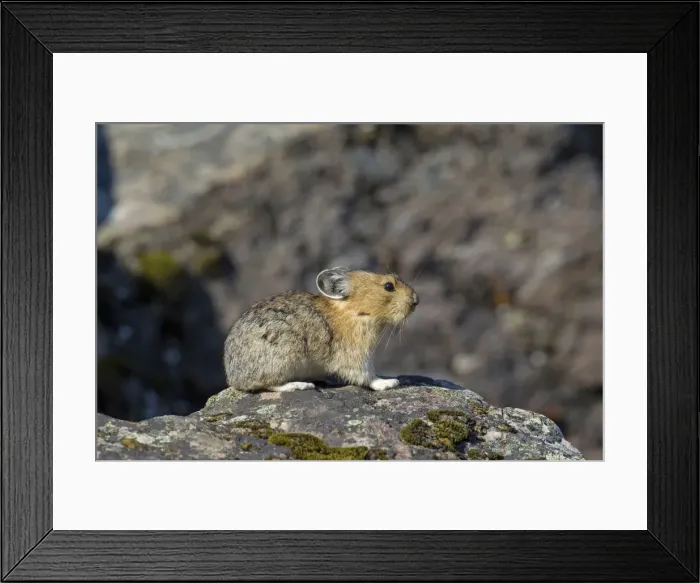 Framed Print : Picture No. 11672179 Framed Print : Picture No. 11672179