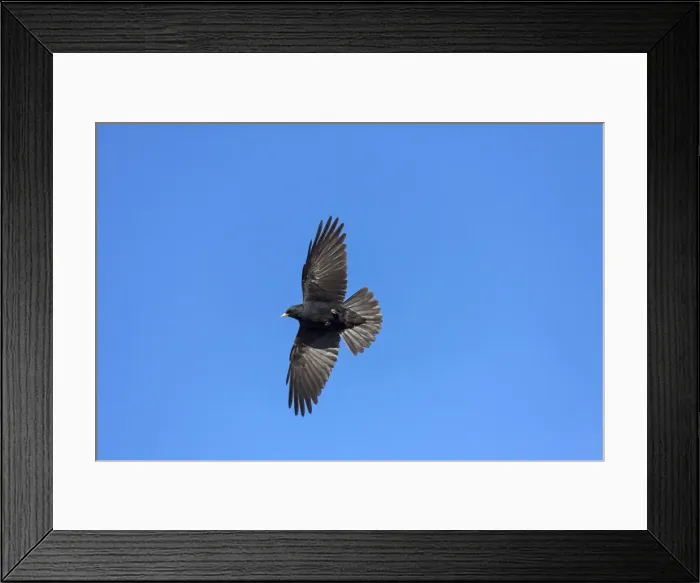 Framed Print : Picture No. 11672177 Framed Print : Picture No. 11672177