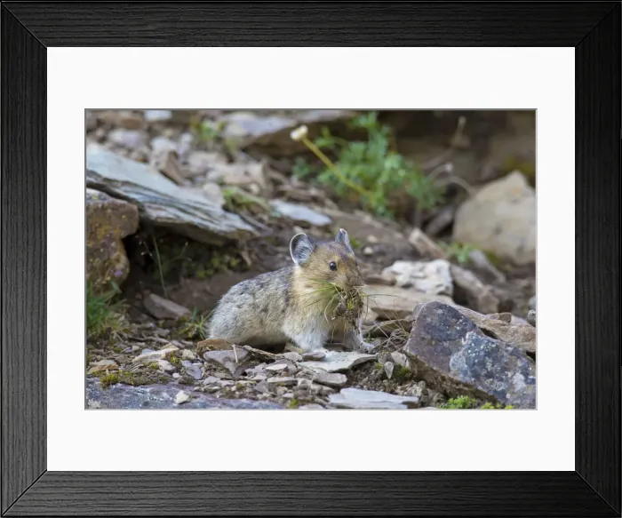 Framed Print : Picture No. 11672180 Framed Print : Picture No. 11672180