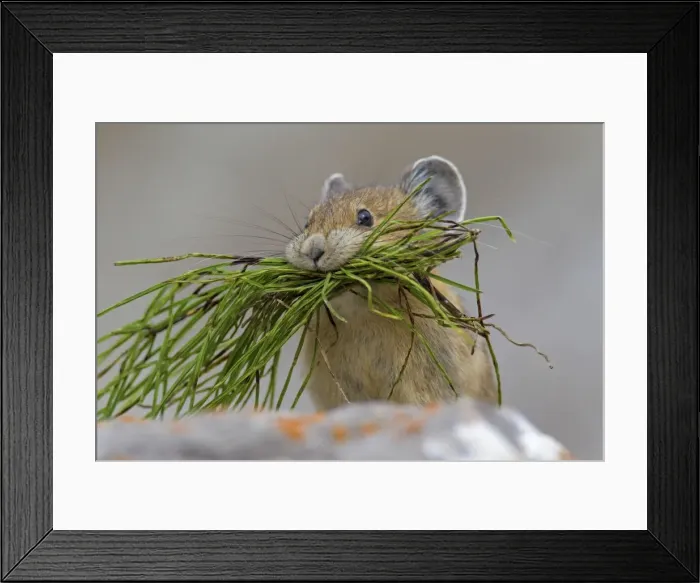 Framed Print : Picture No. 11672182 Framed Print : Picture No. 11672182