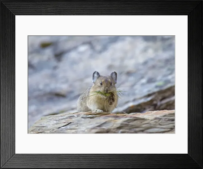 Framed Print : Picture No. 11672181 Framed Print : Picture No. 11672181