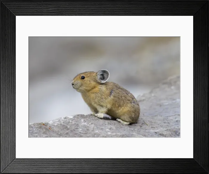 Framed Print : Picture No. 11672183 Framed Print : Picture No. 11672183