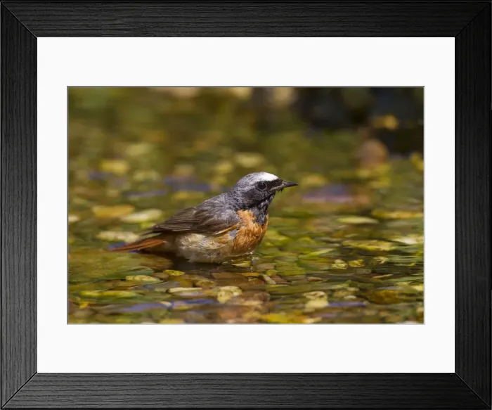 Framed Print : Picture No. 11672196 Framed Print : Picture No. 11672196