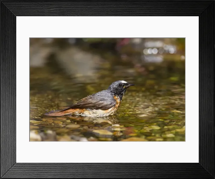 Framed Print : Picture No. 11672197 Framed Print : Picture No. 11672197