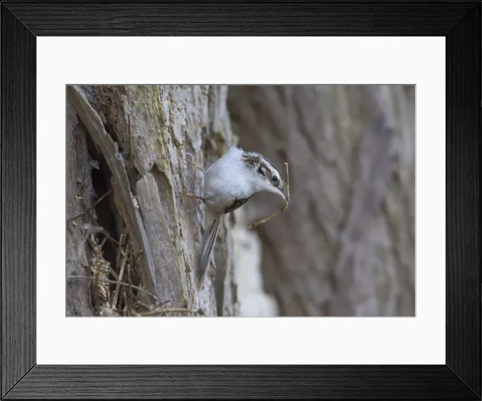 Framed Print : Picture No. 11672198 Framed Print : Picture No. 11672198