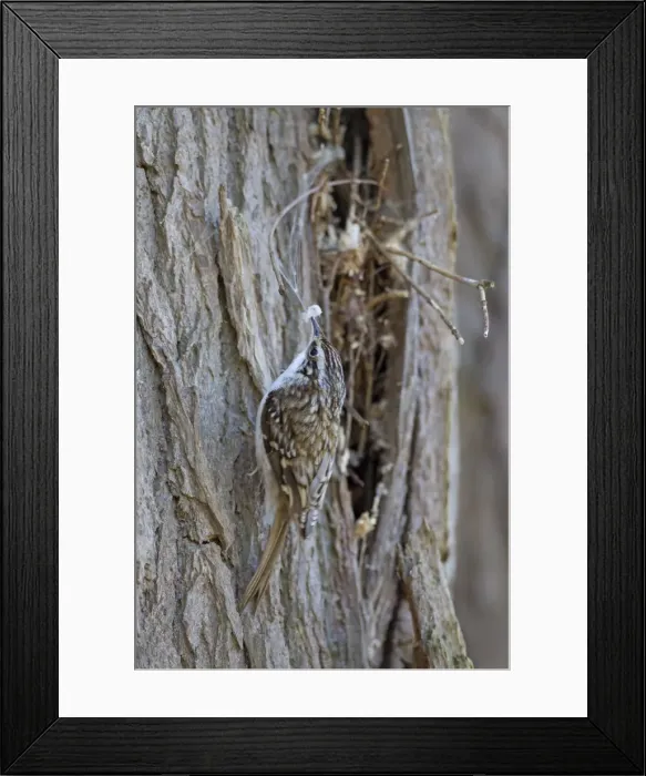 Framed Print : Picture No. 11672200 Framed Print : Picture No. 11672200