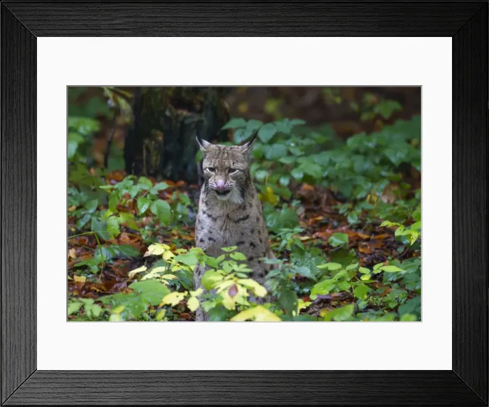 Framed Print : Picture No. 11672201 Framed Print : Picture No. 11672201