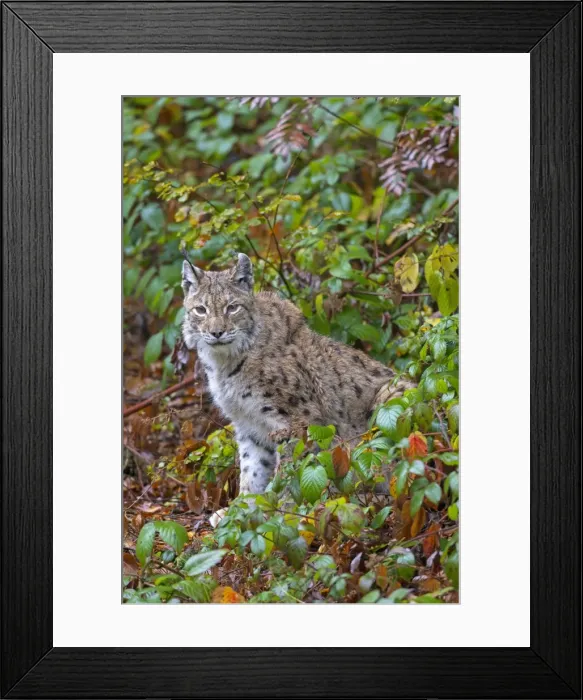 Framed Print : Picture No. 11672202 Framed Print : Picture No. 11672202