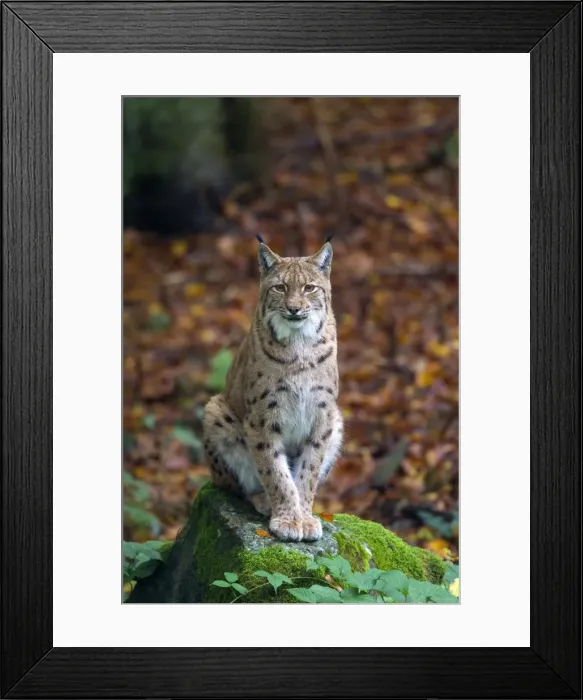 Framed Print : Picture No. 11672203 Framed Print : Picture No. 11672203
