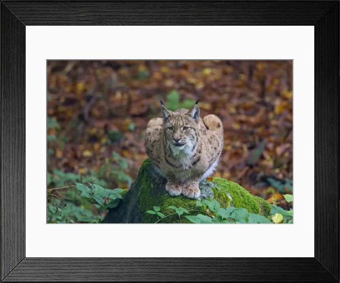 Framed Print : Picture No. 11672204 Framed Print : Picture No. 11672204