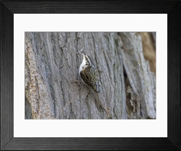 Framed Print : Picture No. 11672199 Framed Print : Picture No. 11672199