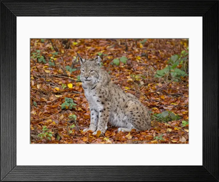Framed Print : Picture No. 11672206 Framed Print : Picture No. 11672206