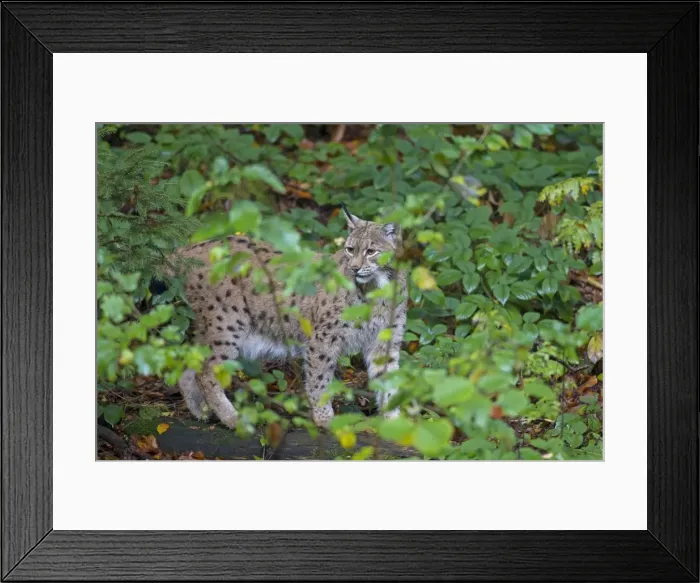 Framed Print : Picture No. 11672205 Framed Print : Picture No. 11672205