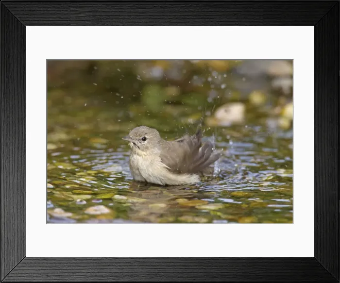 Framed Print : Picture No. 11672208 Framed Print : Picture No. 11672208