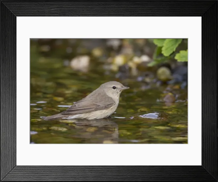 Framed Print : Picture No. 11672207 Framed Print : Picture No. 11672207