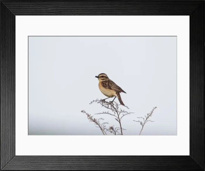 Framed Print : Picture No. 11672215 Framed Print : Picture No. 11672215