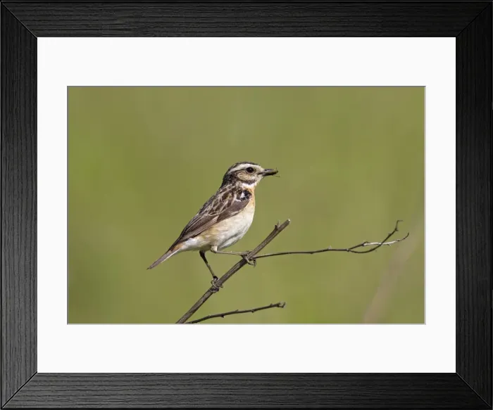 Framed Print : Picture No. 11672216 Framed Print : Picture No. 11672216