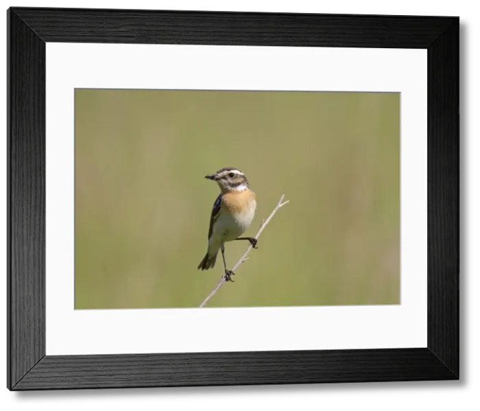 Framed Print : Picture No. 11672217 Framed Print : Picture No. 11672217