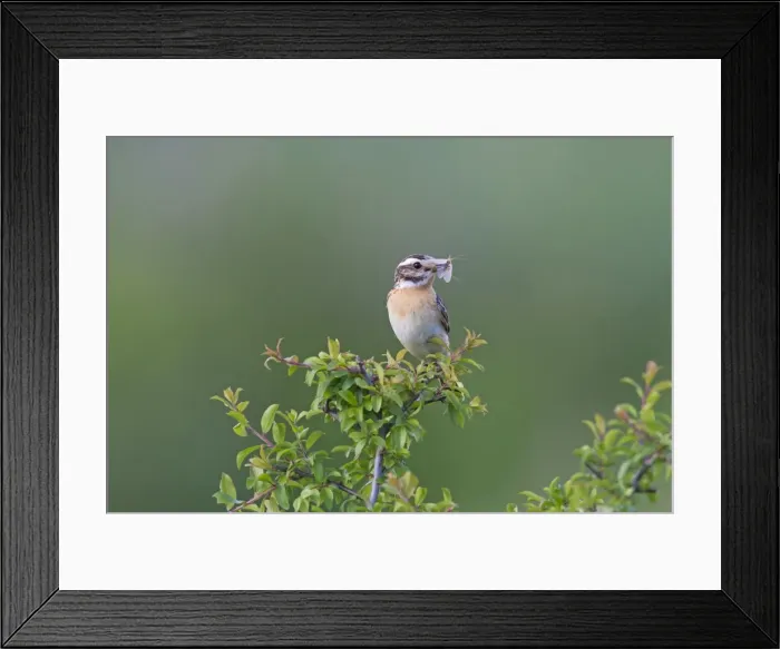 Framed Print : Picture No. 11672218 Framed Print : Picture No. 11672218