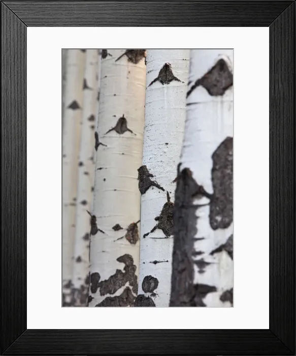 Framed Print : Picture No. 11672221