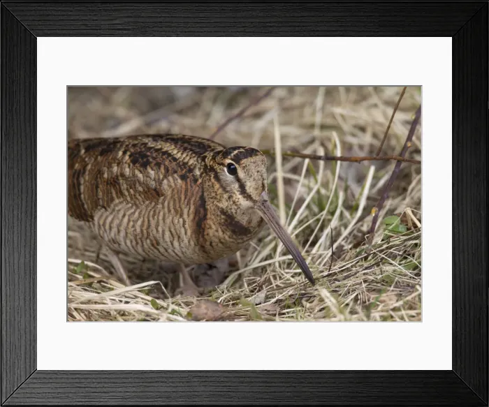 Framed Print : Picture No. 11672219 Framed Print : Picture No. 11672219