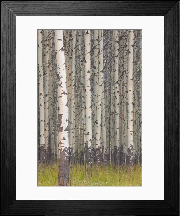 Framed Print : Picture No. 11672223 Framed Print : Picture No. 11672223