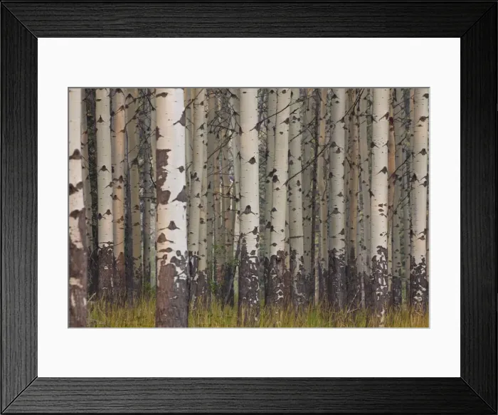 Framed Print : Picture No. 11672222 Framed Print : Picture No. 11672222