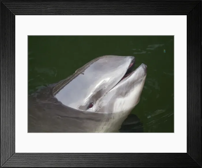 Framed Print : Picture No. 11672280 Framed Print : Picture No. 11672280