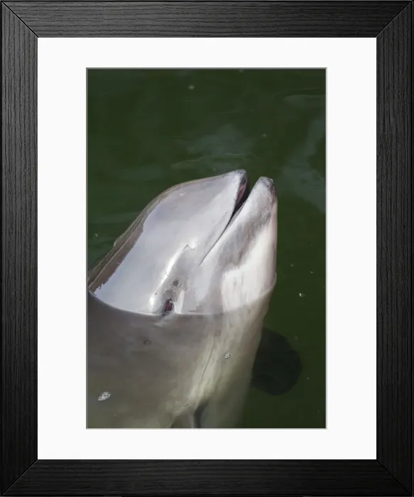 Framed Print : Picture No. 11672281 Framed Print : Picture No. 11672281