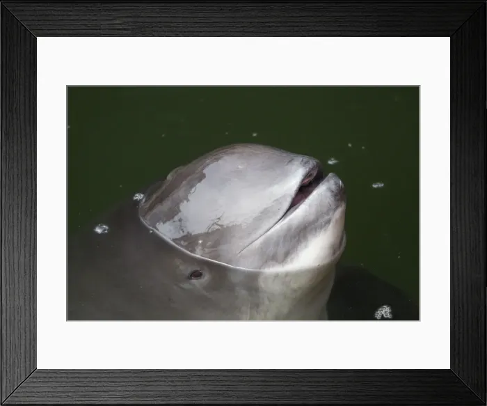 Framed Print : Picture No. 11672282 Framed Print : Picture No. 11672282