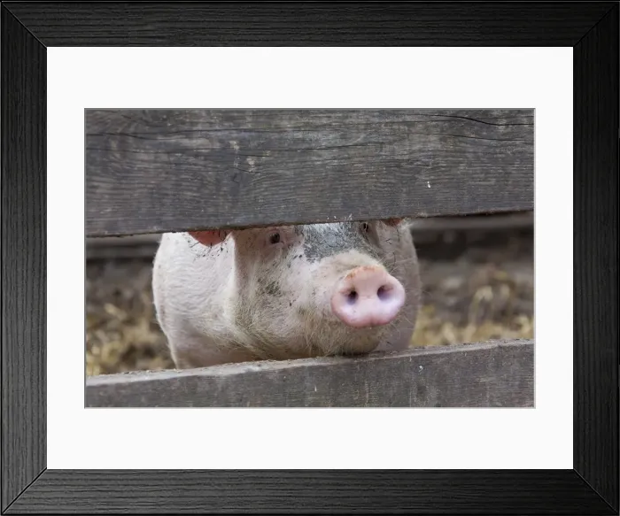 Framed Print : Picture No. 11672284 Framed Print : Picture No. 11672284