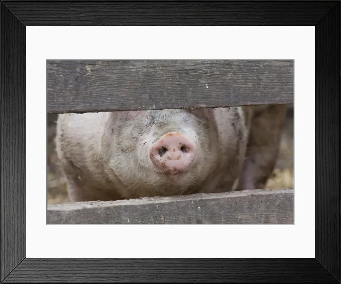 Framed Print : Picture No. 11672285 Framed Print : Picture No. 11672285